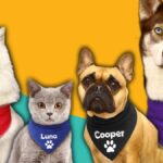 From Streetwear to Paw-wear: How Dog Bandanas Became a Pet Lifestyle Symbol