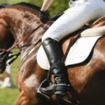 Innovations in Equestrian Equipment: Enhancing Safety in Horse Jumping