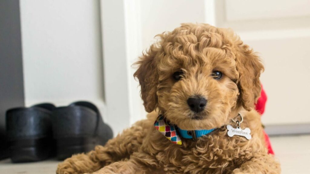 Mini Goldendoodles