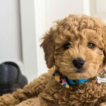 Why Mini Goldendoodles Are the Perfect Family Pet