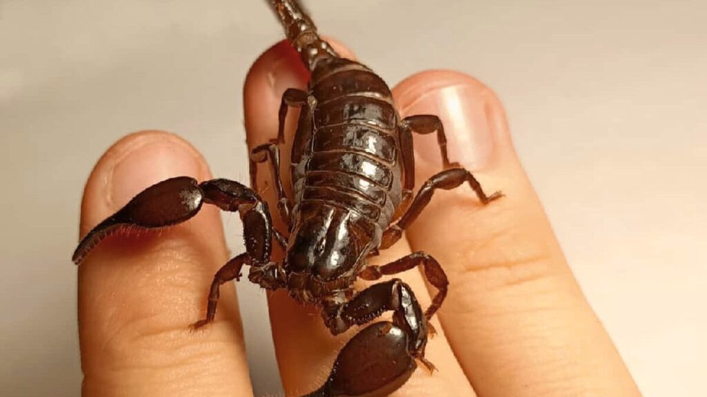 t scorpion