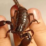 How to Safely Handle a T Scorpion: Tips for Enthusiasts