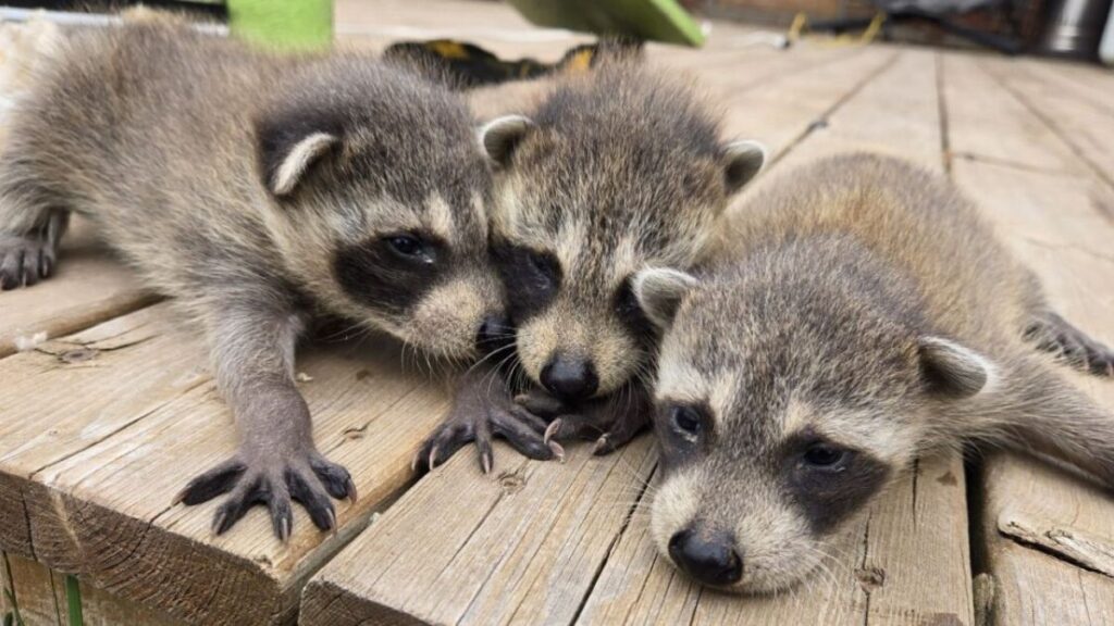 Why DIY Raccoon Control in Scarborough is a Bad Idea (And What to Do Instead)