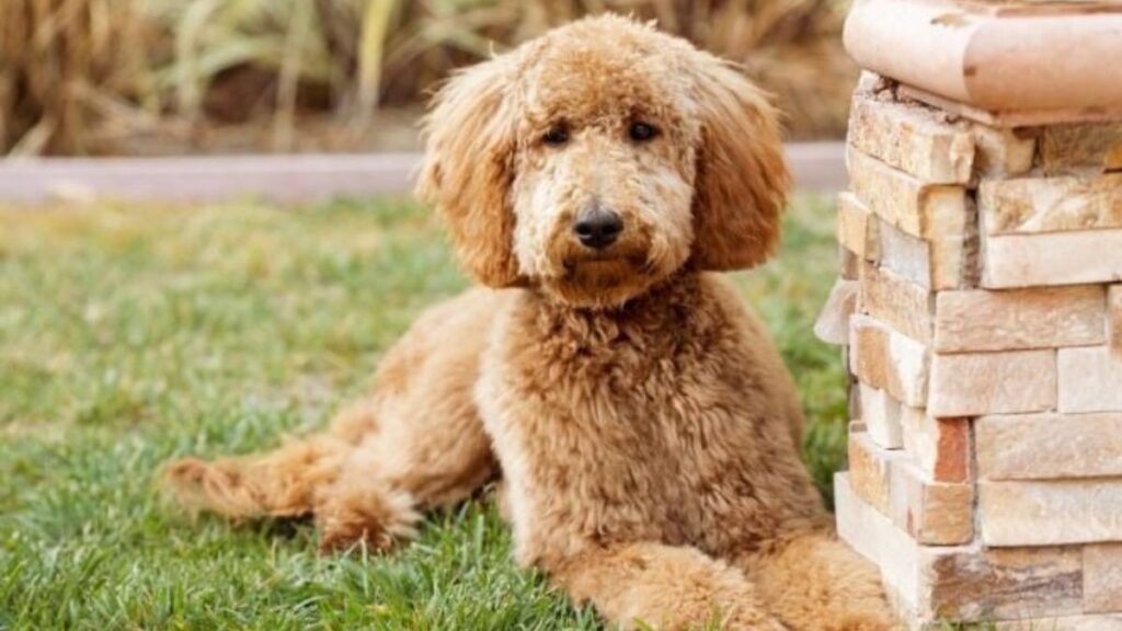 Goldendoodle