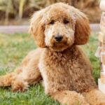 How Caring for a Goldendoodle Can Enrich Your Family