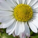 Florncelol: The Emerging Trend You Need to Know About