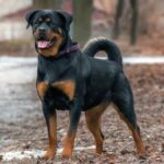 The Evolution of Rodwajlery: From Tradition to Modern Techniques