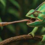 Caring for Chameleónovité: Tips for Pet Owners and Enthusiasts
