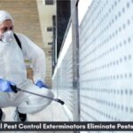 How Local Pest Control Exterminators Eliminate Pests At Source