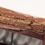 How to Prevent Termite Damage