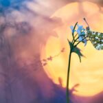 Behind the Lens: The Magic of Photoackmp Unveiled