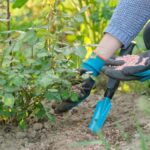 Planting and Caring for Roseville Roses: Tips from Local Experts