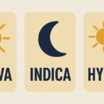 How to Choose the Right Strain for Your Needs in Pleasantville, NJ