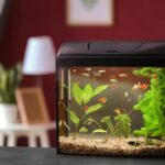 Common Mistakes in Fish Care: What Every Aquarist Should Avoid