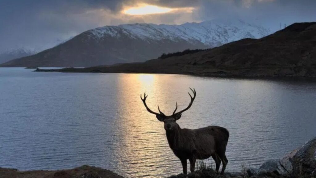 Red Stag
