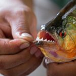 Piragnia Explained: Meaning, Uses, Benefits, and Why It Is Gaining Attention