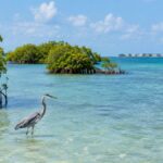 Key West, Florida Wildlife Photography: A Field Guide to Light, Behavior, and Conservation